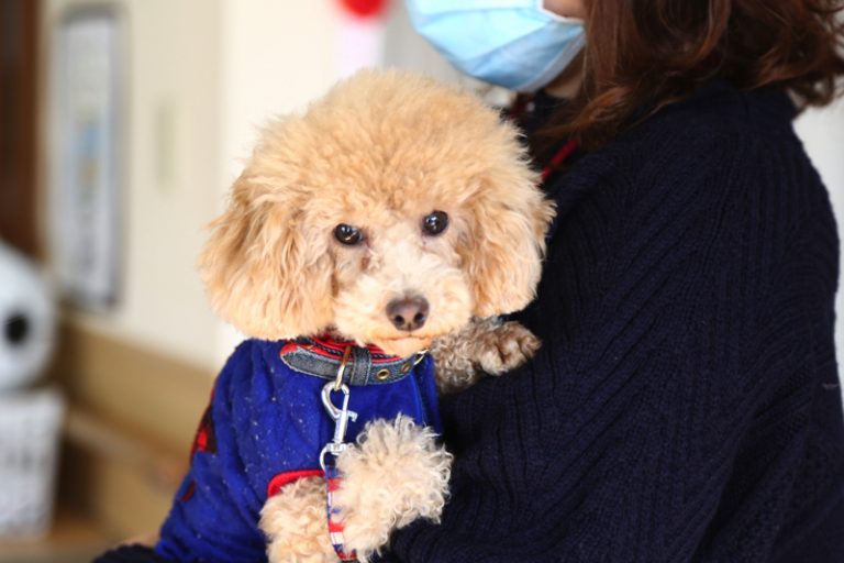 介護施設でのセラピー犬と入居者の交流風景